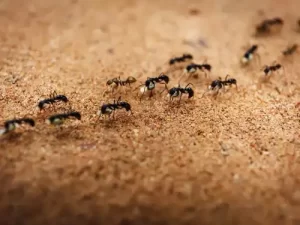 ants
