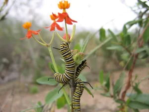 monarch