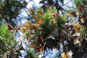 monarch 1